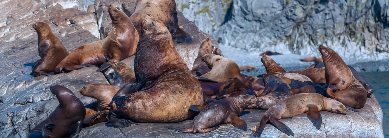 Командорский государственный природный биосферный заповедник имени С.В. Макарова
